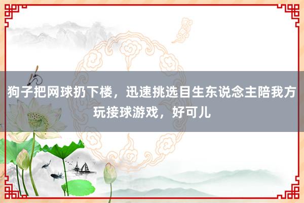 狗子把网球扔下楼，迅速挑选目生东说念主陪我方玩接球游戏，好可儿