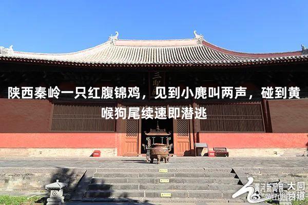 陕西秦岭一只红腹锦鸡，见到小麂叫两声，碰到黄喉狗尾续速即潜逃